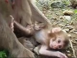 波勝崎苑の猿（それなに？）Japanese Macaque Monkeys