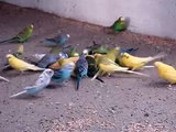 Budgies eating sweet corn