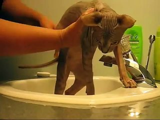 Cat Bath Time! (Sphinx - Hairless Breed)
