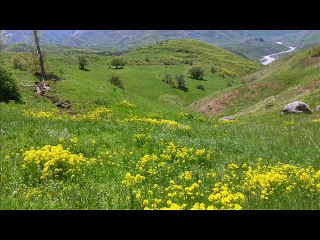 DENGBEJİ MEHMET ARİFİ CİZİRE EYŞANE VİDEO KLİP 2015