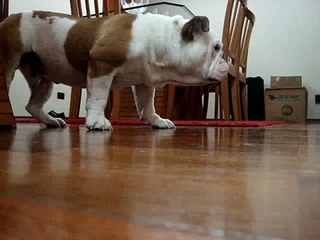 Walmor "O cão coragem!!!"