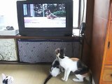 テレビを見る猫達