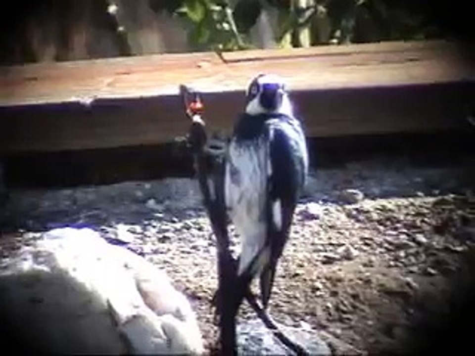 Acorn woodpecker drinking from sprinkler - Pajaro carpintero