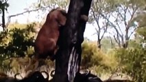 group of buffalo kills lions Unbelievable attack