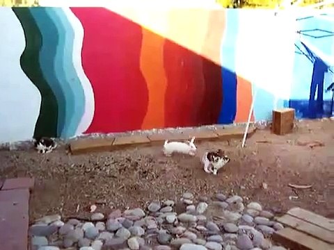 Kurza policja - interwencja podczas bójki