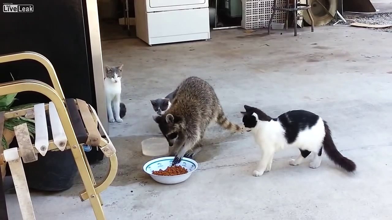 Raccoon steals cat food then runs away on 2 legs