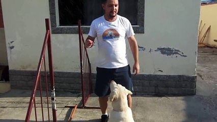 CT EducaCão - Labrador Mel Praticando Saltos