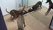 Italian Greyhounds play with mirror!