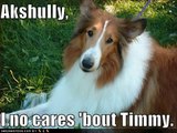 funny lolcats and loldogs