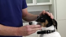 Tipps und Tricks zum Eingeben von Medikamenten beim Hund