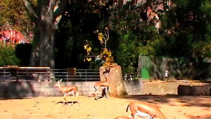 ENRIQUECIMIENTO AMBIENTAL GACELAS DORCAS BCN ZOO