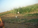 حصاد الذرة الرفيعة بمركز الطوال بمحافظة صامطة