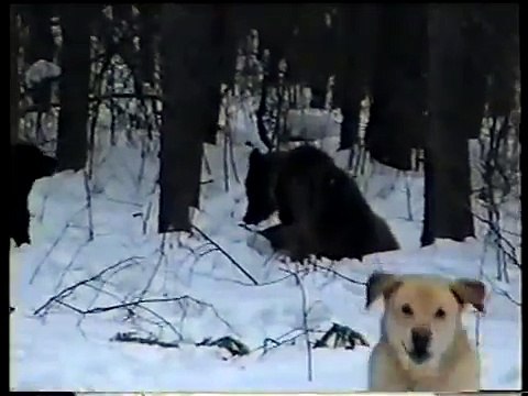 Охота на медведя зимой1.avi
