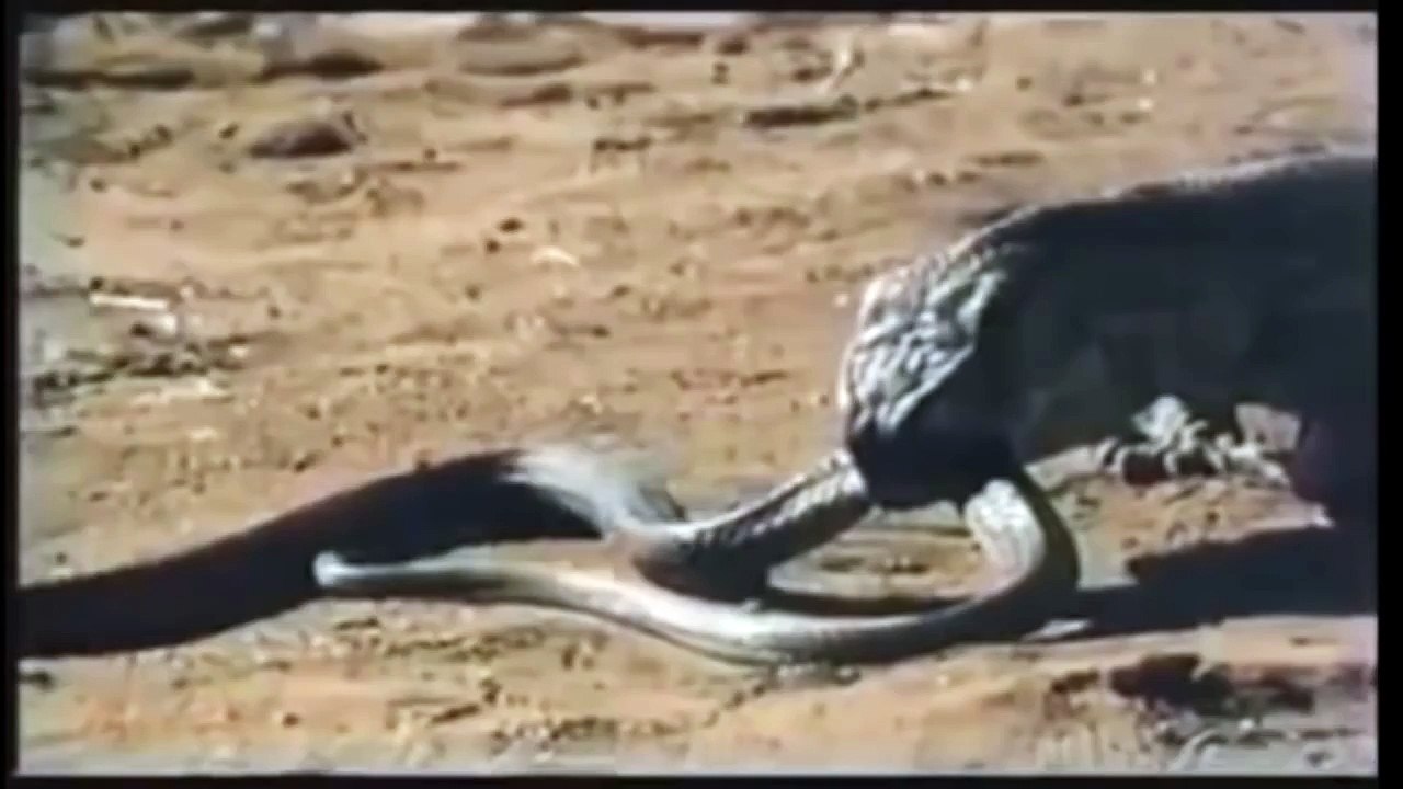 Komodo vs. Cobra - 2005 Film,Komodo vs Cobra Real Fight,Komodo Attacks  Komodo Documentary