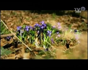 Main "Credo in te Signor"