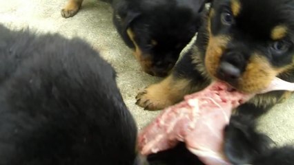 Rottweiler pups first raw feeding - squirrel