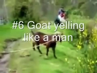 смотреть видео приколы про Животных, сборник приколов