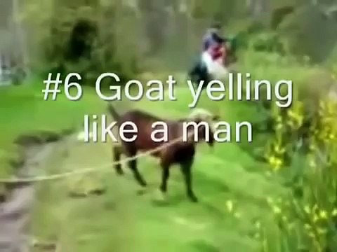 смотреть видео приколы про Животных, сборник приколов