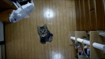Awesome Cat Jump Slow Motion ! - Кот Прыгает 2 Метра ! - Супер !