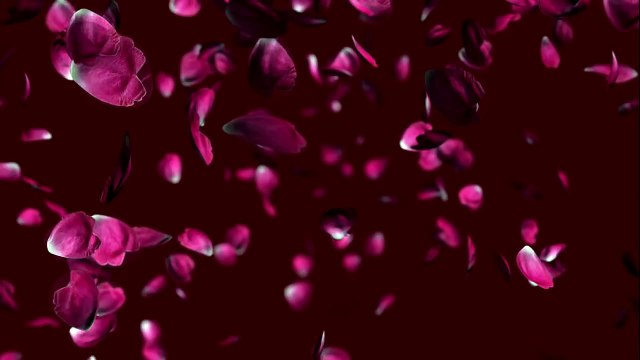 Free wedding falling rose petals animation background.
