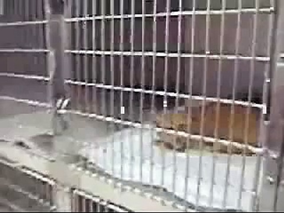 GATO BRAVO