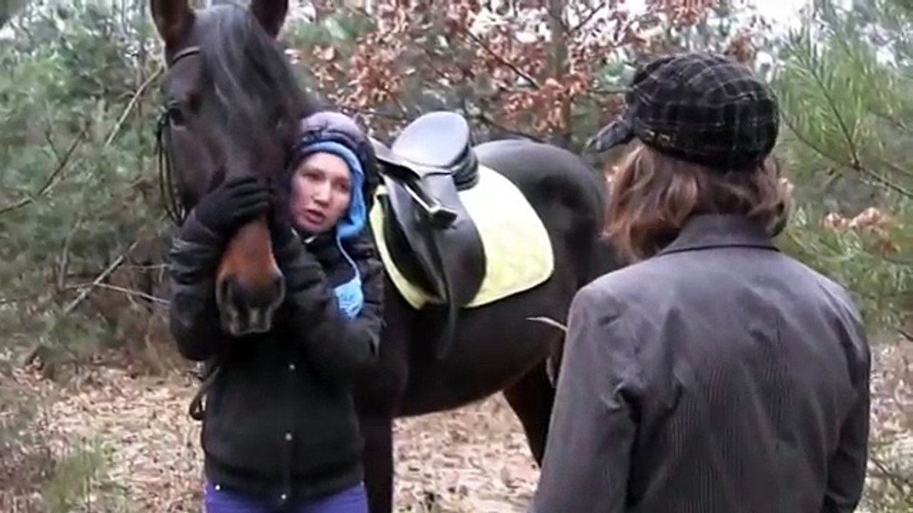 Фото встреча конный клуб "Восход". Лошади в лесу.