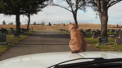 Невероятно смелый кот