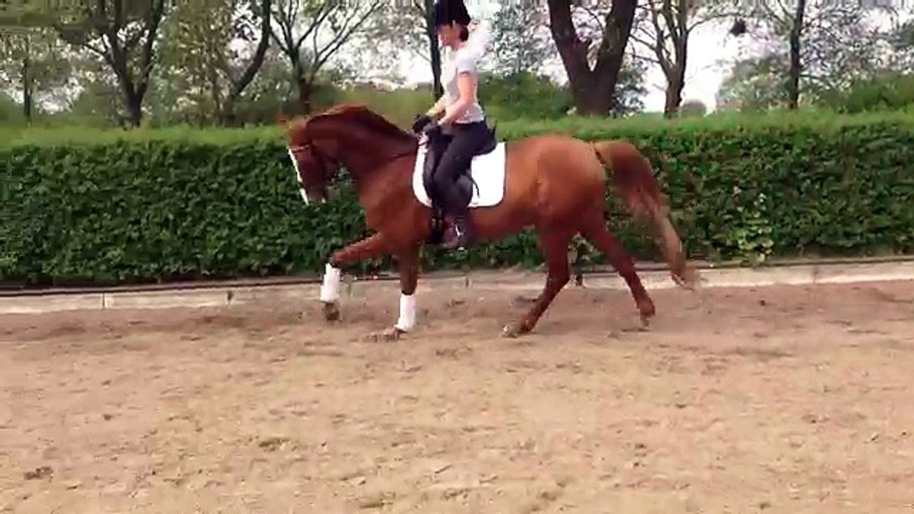 Caresse d´Or