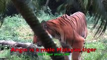Malayan tiger gets a Christmas tree for holiday enrichment at Palm Beach Zoo