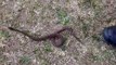 Certains serpents venimeux utilisent leur extrémité caudale pour intimider leur adversaire.