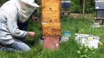 vidéo essaim d'abeilles