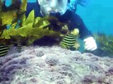 Snorkeling in Sydney (Clovelly Bay)