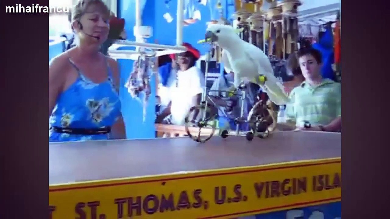 Funny Parrot Videos Compilation