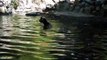 Pig rescues drowning baby goat from water