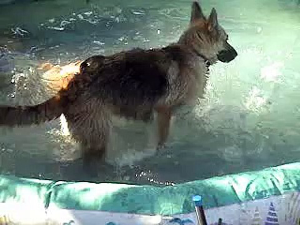 Dog in pool
