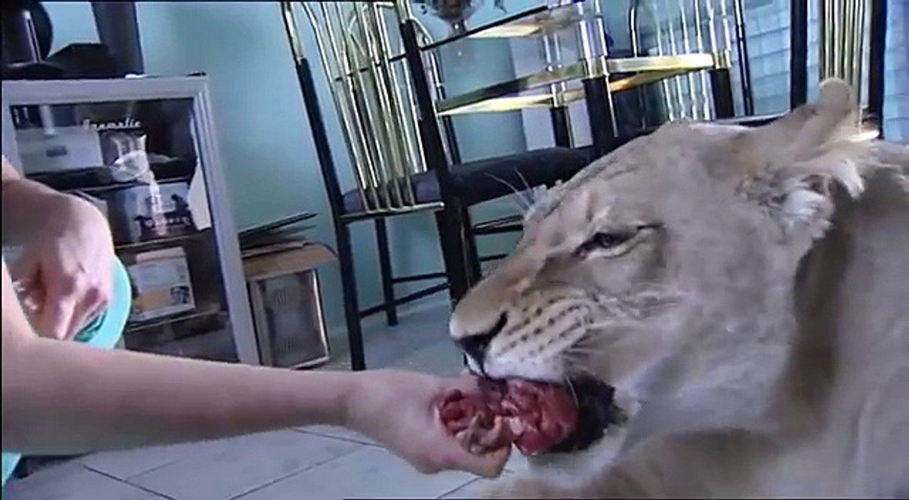 Lion Attack In Home