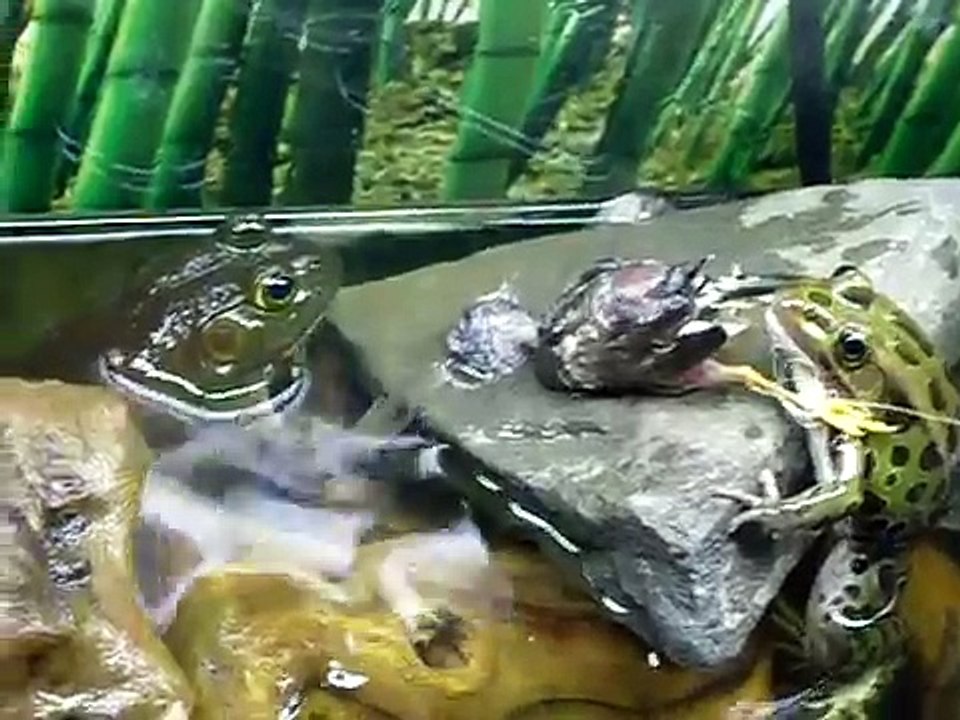 lepord frog bullfrog vs bird finch frog eats bird