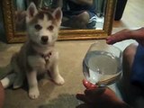 Siberian Huskies and the infamous Wine Glass