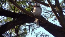 Australia wildlife montage - Kangaroos, Koala Bears, Crocodiles and more....