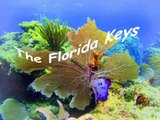 The Florida Keys - Diving the Wrecks on the Reef (123FloridaKeys.com)