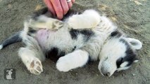 Husky Puppy Gets Belly Rub - Puppy Love