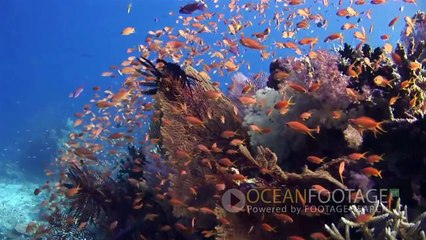 Ocean Footage Royalty Free: 10,000 new clips!