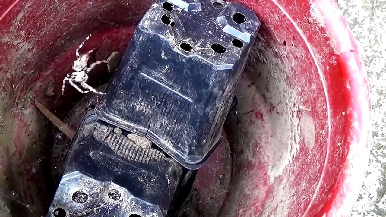 Black Widow Spider vs Araneus Diadematus Spider Fight to the Death in Spider Web | Bug Fights