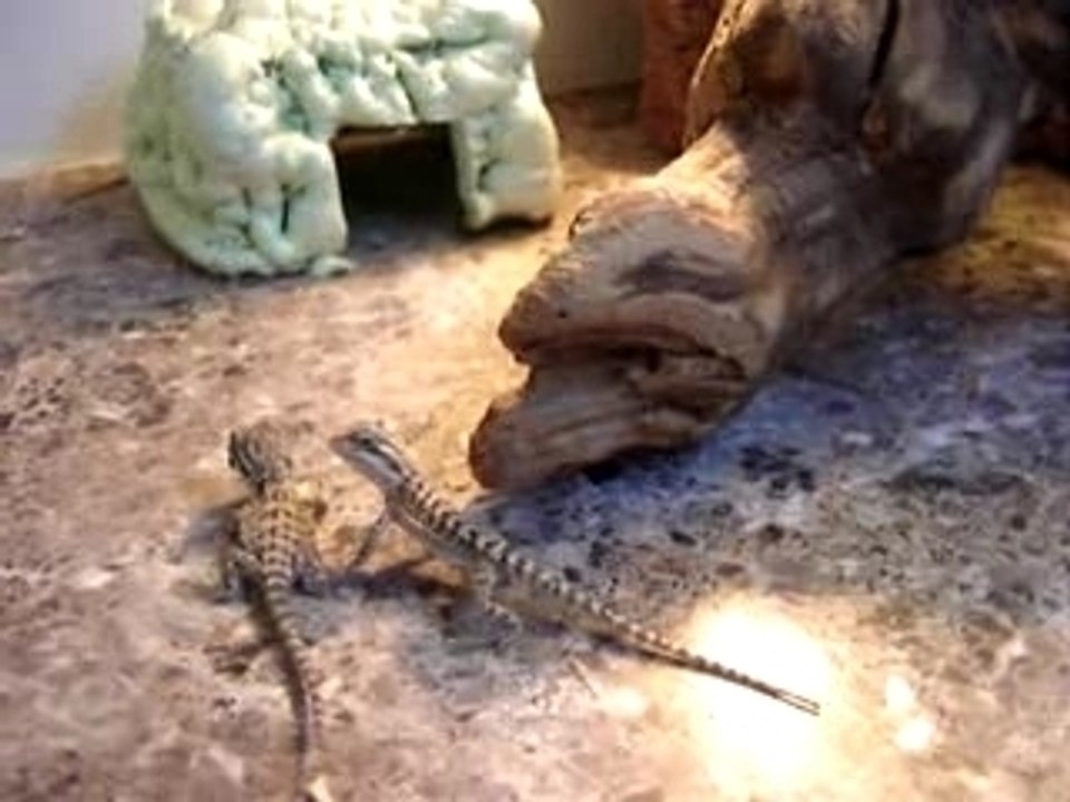 reptiles : bb pogona