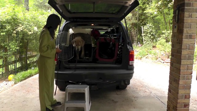 Dog Training: Walking With A Great Dane Puppy and Recall