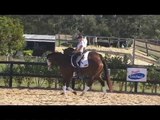 DRESSAGE HORSE FOR SALE - Panda