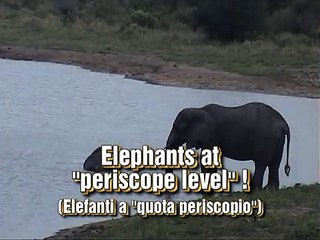 Elephants at "periscope level" --  Elefanti a "quota periscopio".