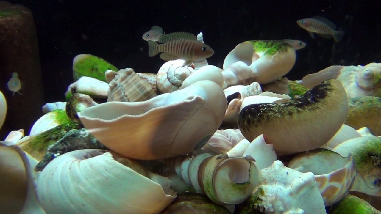 2015-06-23 - Lamprologus multifasciatus