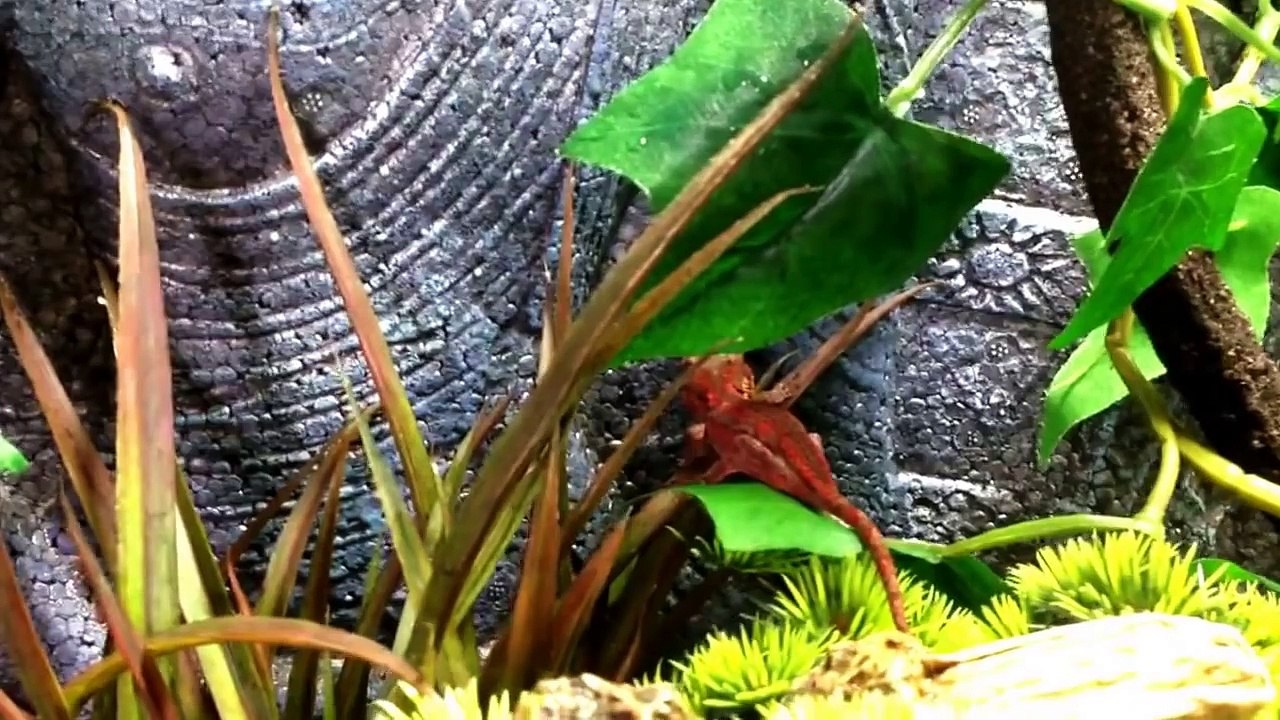 Gargoyle gecko, basic care and setup