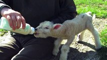 Bottle for the Baby Lambs